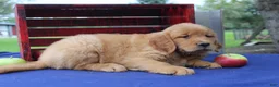 Golden Retriever dogs for sale: S’mores - Ad 4