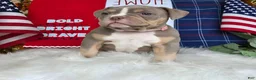 American Bully dogs for sale: Stella - Ad 3