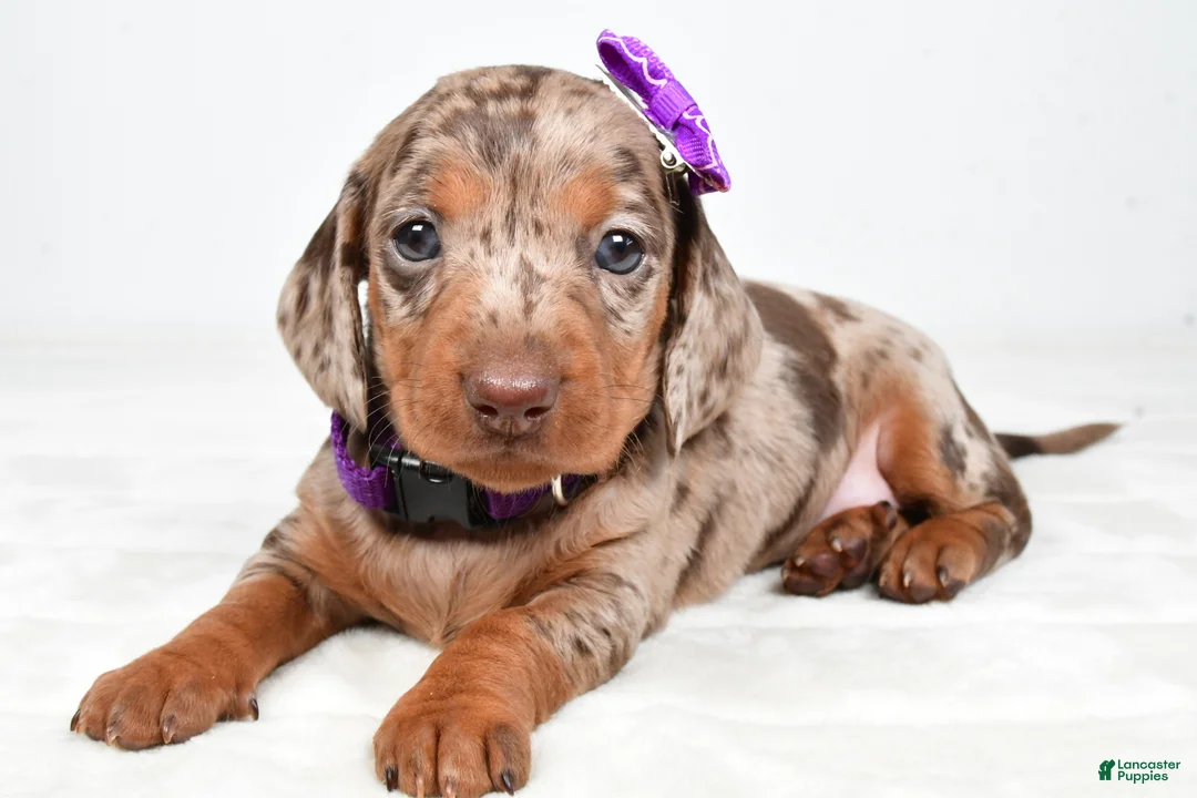 Miniature Dachshund dogs for sale: Alice - Ad 1