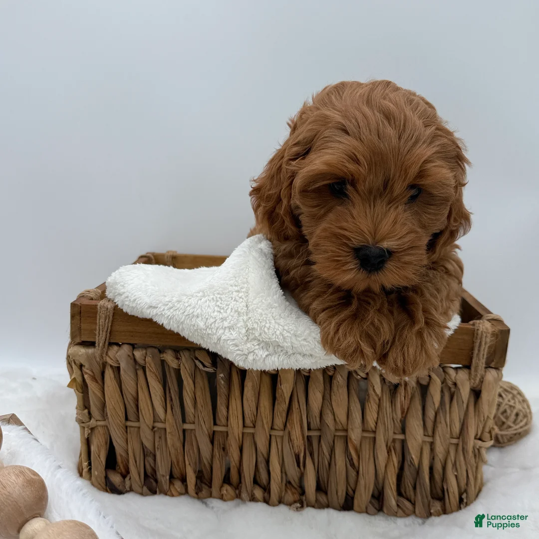 Mini Goldendoodle dogs for sale: Mini Goldendoodle 3 - Ad 2