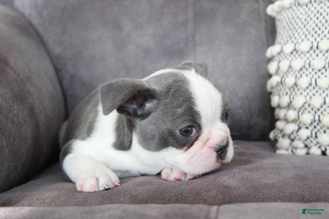 Frenchton dogs for sale: Frenchie  - Ad 11