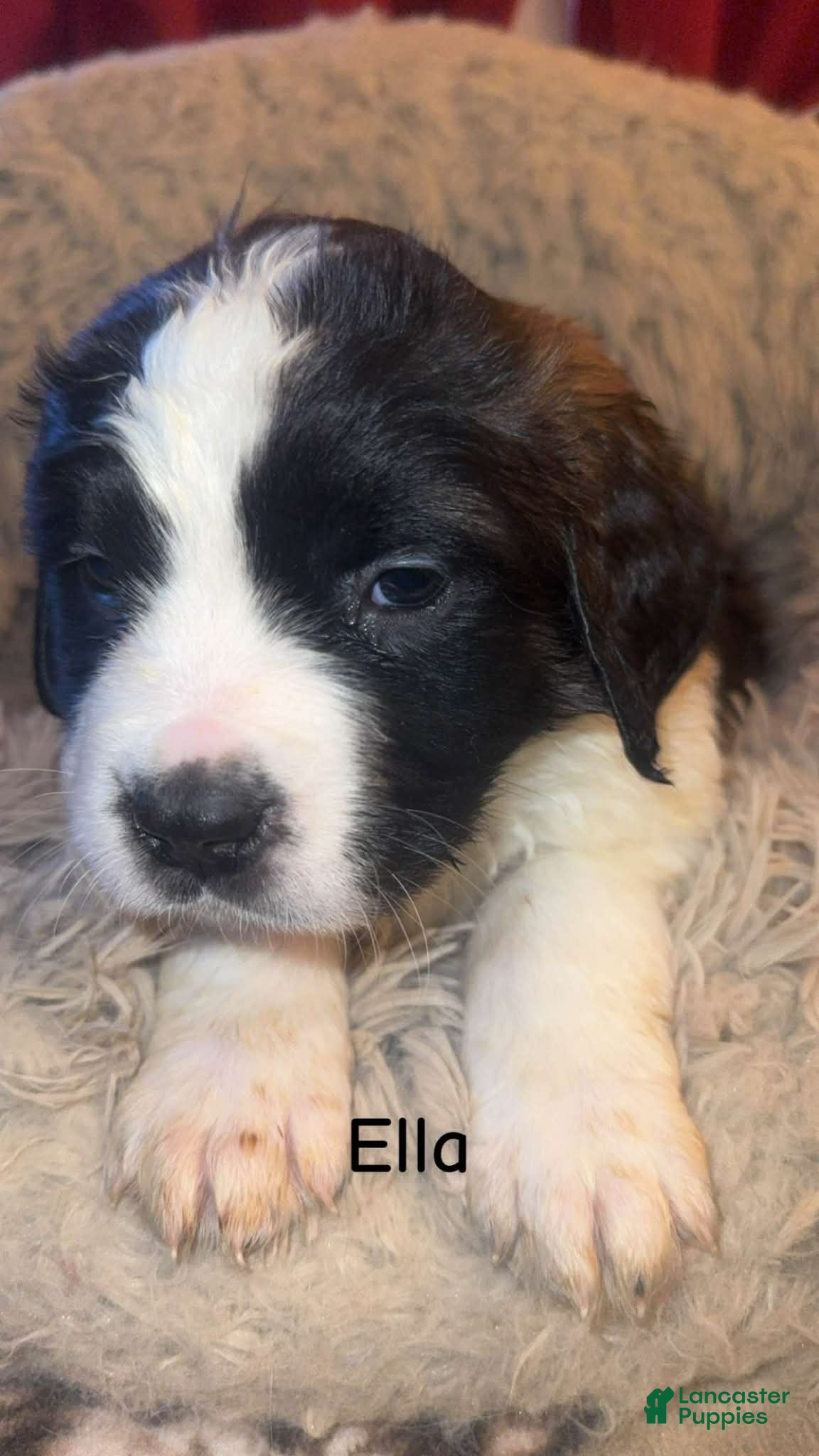 Saint Bernard dogs Ella  - Ad 13