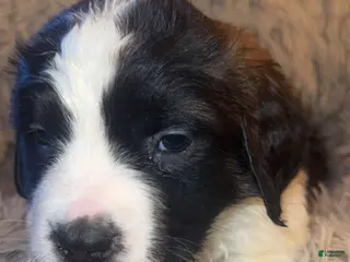 Saint Bernard dogs Ella - Ad 13