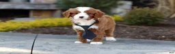 Cavapoo dogs for sale: Bruno - Ad 6