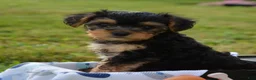 Yorkiepoo dogs for sale: Tony - Ad 2