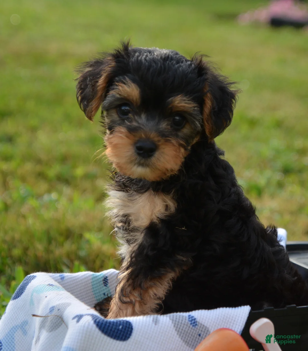 Yorkiepoo dogs for sale: Tony - Ad 2