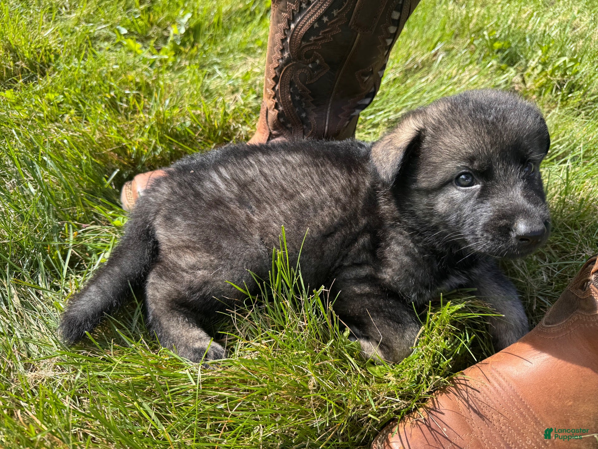 German Shepherd dogs Darker Sable Boy - Ad 41