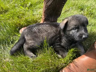 German Shepherd dogs Darker Sable Boy - Ad 41