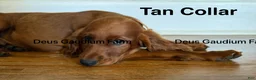 Irish Setter dogs for sale: DunBroch - Ad 3