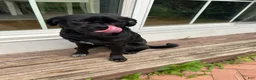 Jug dogs for sale: Milo - Ad 2