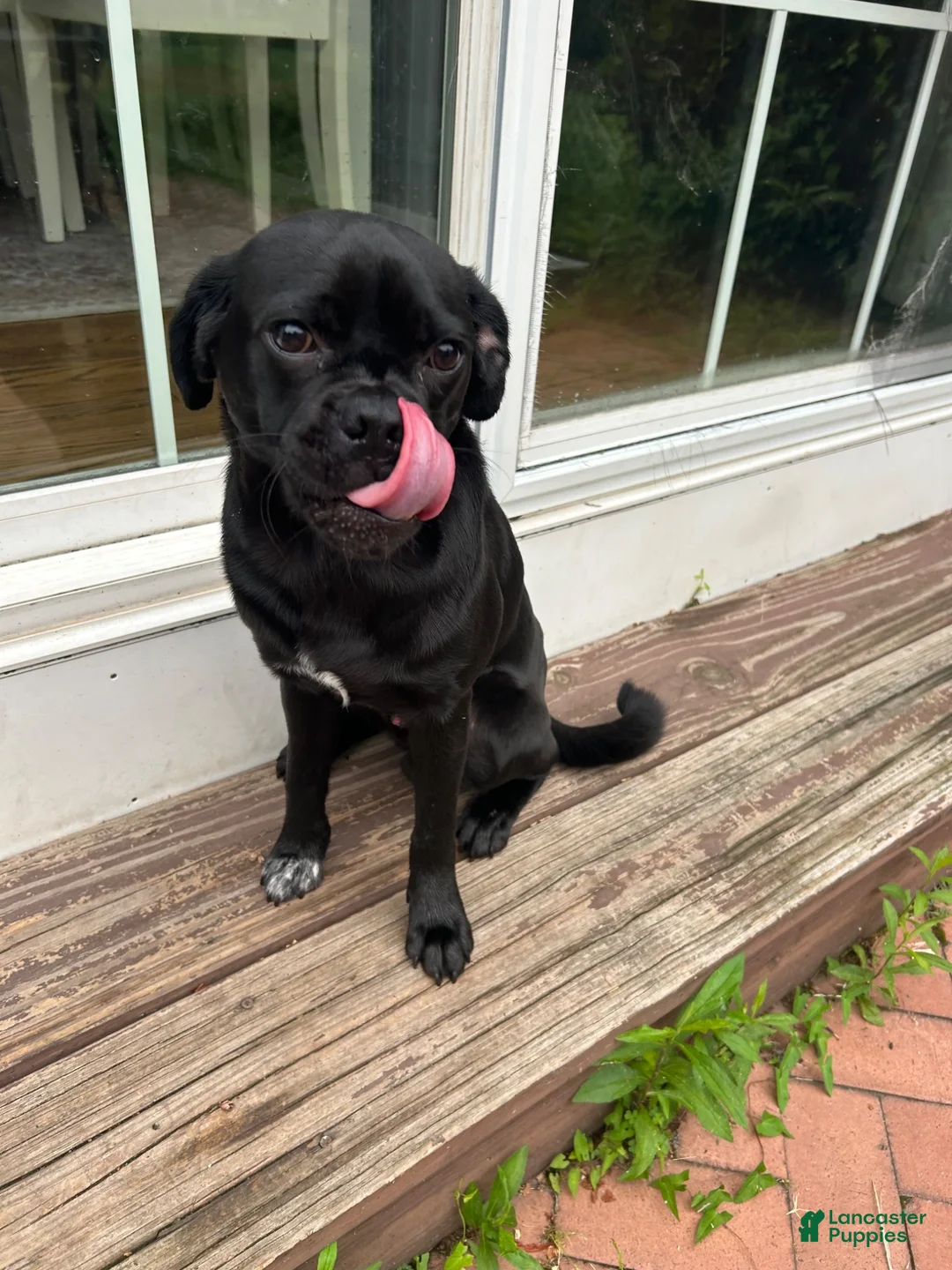 Jug dogs for sale: Milo - Ad 2
