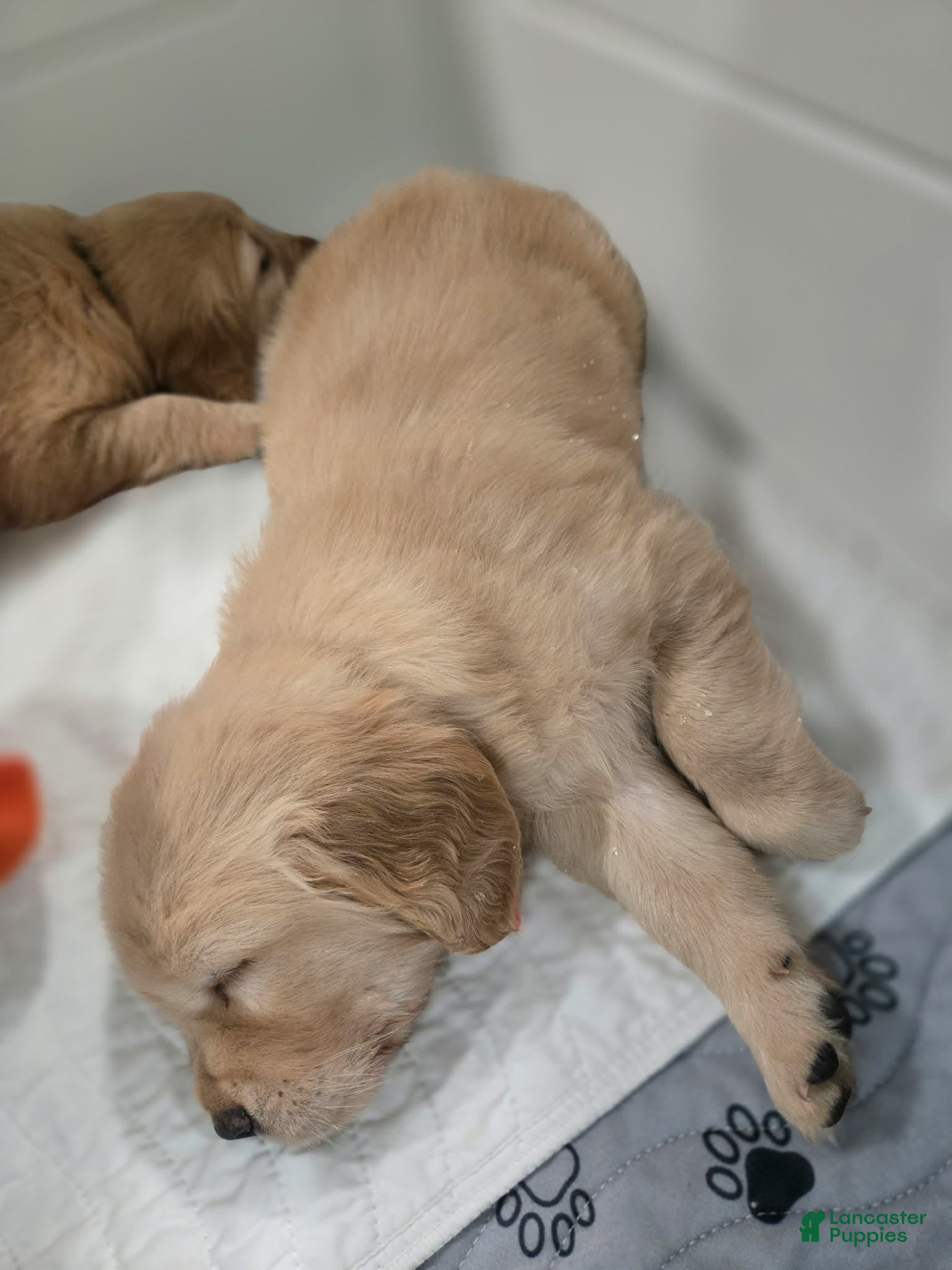 Golden Retriever dogs Golden Retriever Puppy 2 - Ad 23