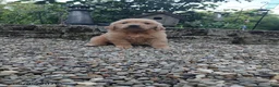 Golden Retriever dogs for sale: Rosie - Ad 2