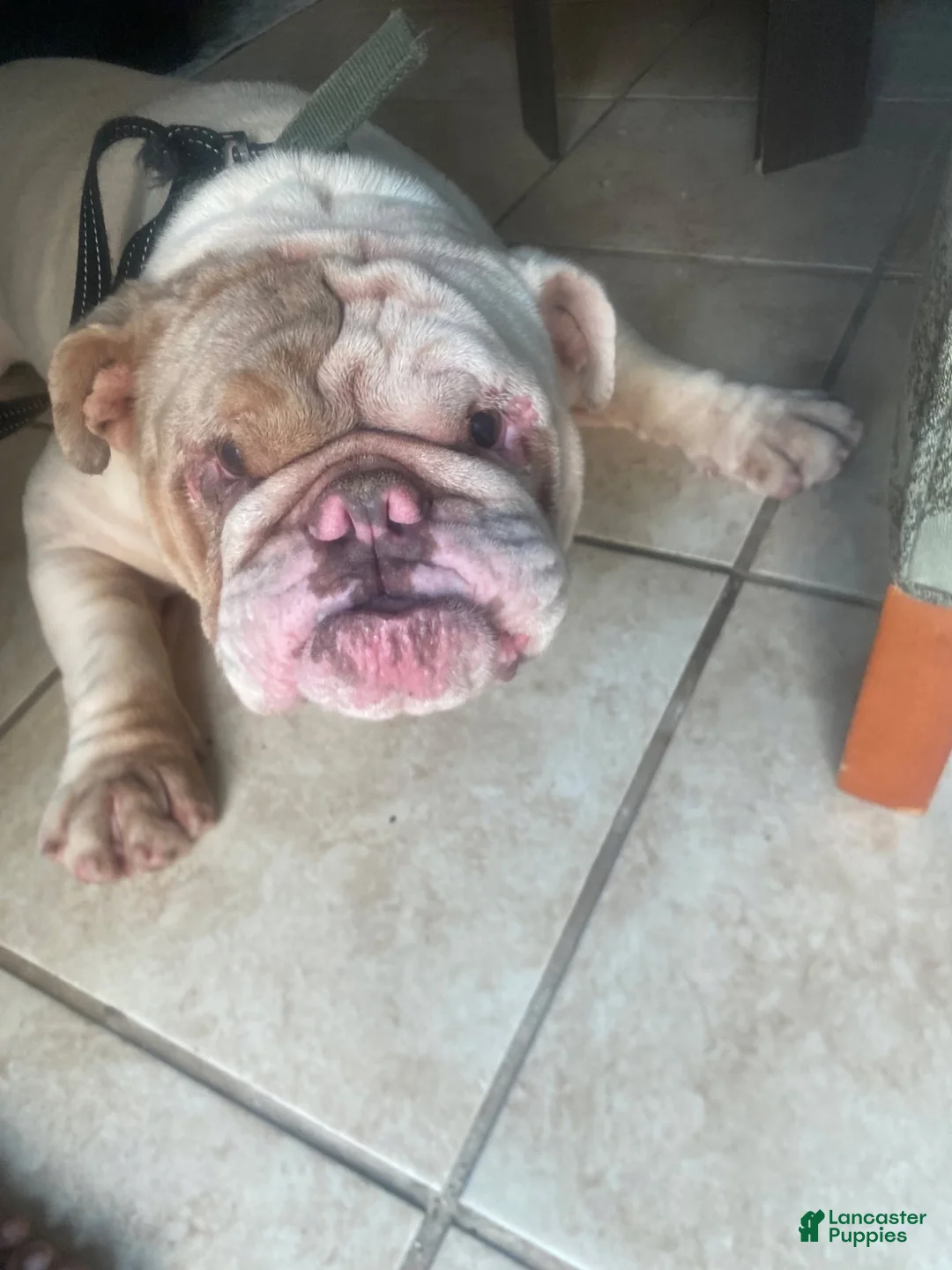 English Bulldog dogs for sale: English Bulldog 1 - Ad 2