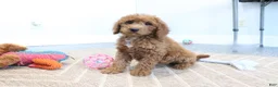 Mini Goldendoodle dogs for sale: Carla - Ad 5