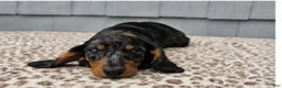Miniature Dachshund dogs for sale: Mia - Ad 7