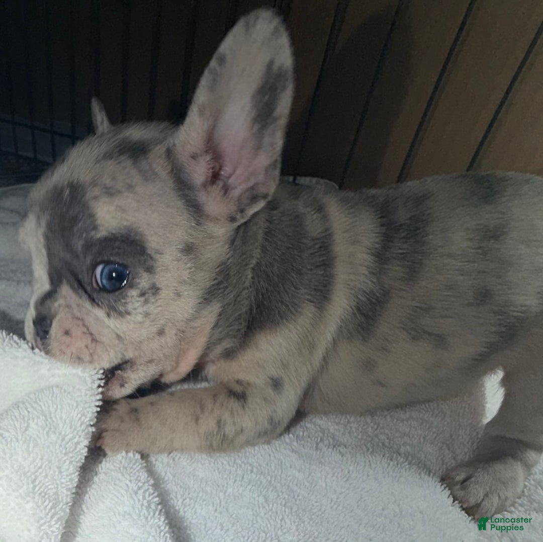French Bulldog dogs for sale: Isabella - Ad 3
