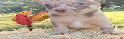 Chihuahua dogs for sale: Chihuahua 1 - Ad 10