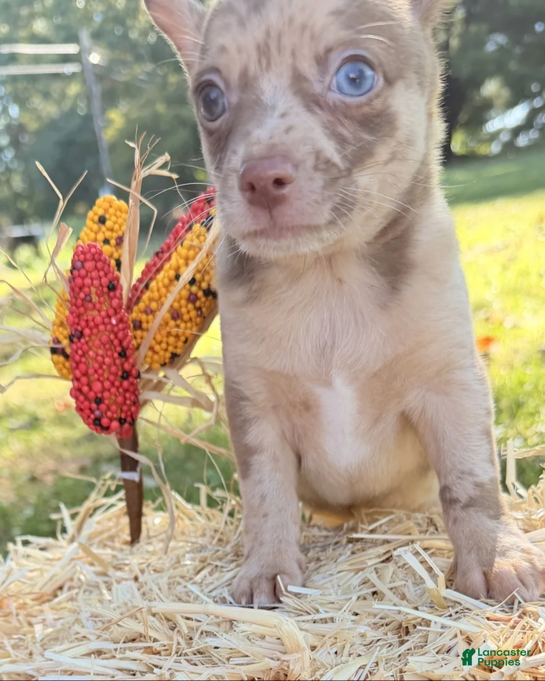 Chihuahua dogs for sale: Chihuahua 1 - Ad 10