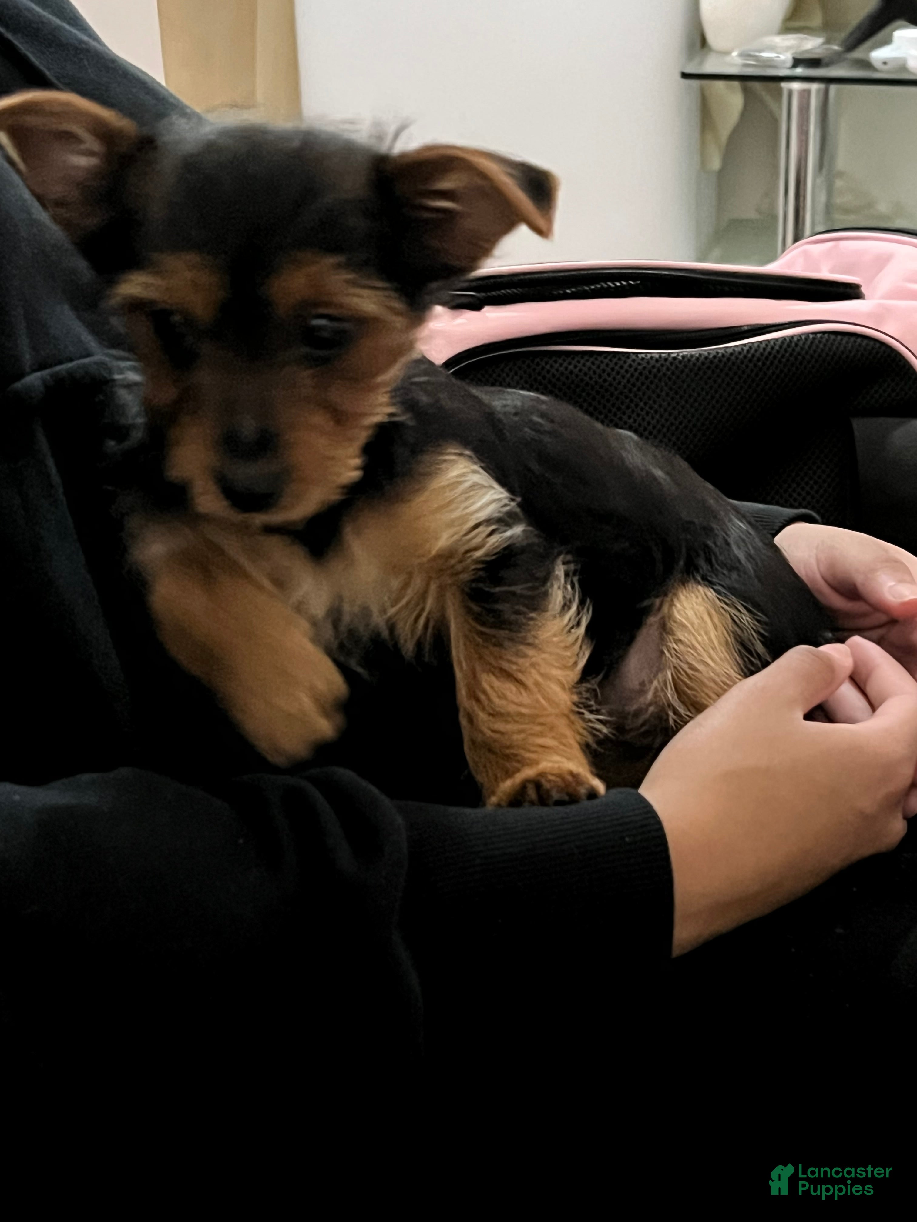 Yorkshire Terrier dogs Female Yorkshire Terrier - Ad 2