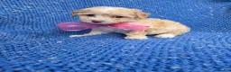 Toy Poodle dogs for sale: Gabby - Ad 1