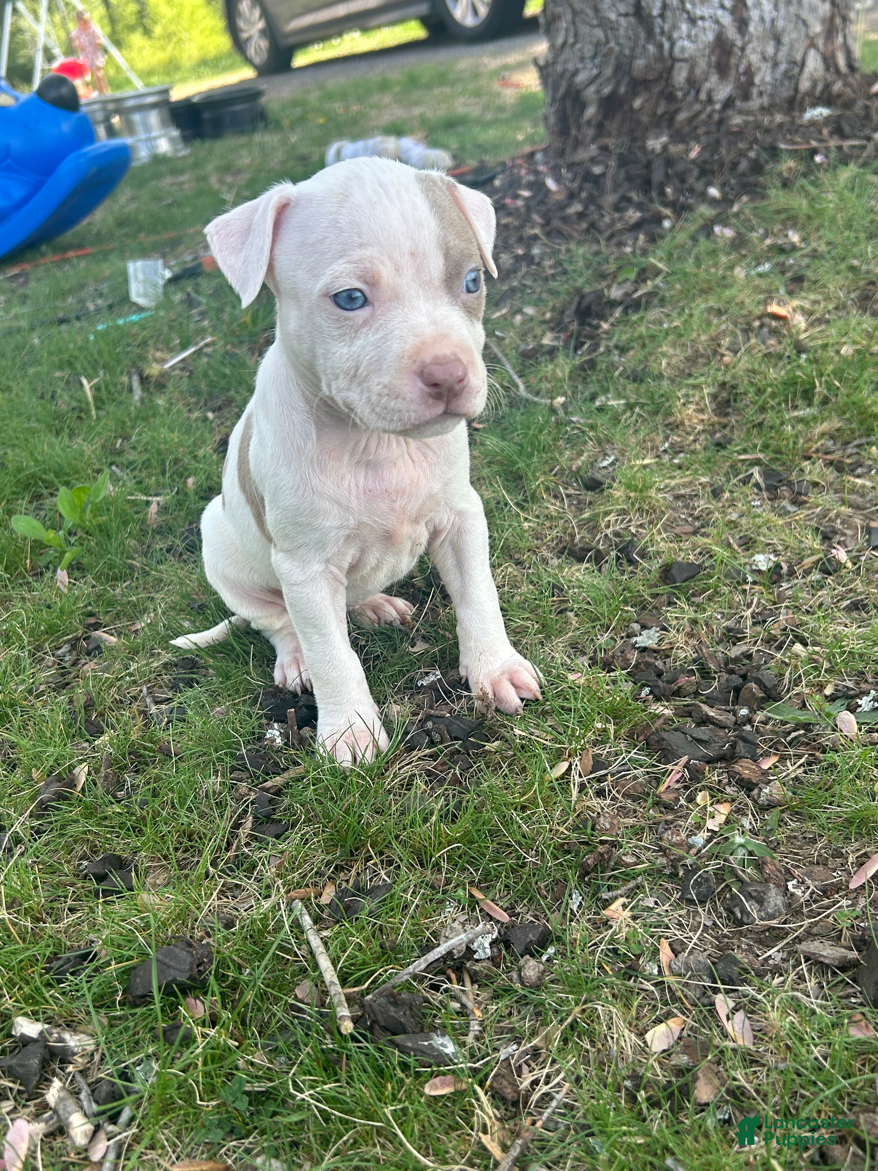 American Bully dogs American Bully Puppy 8 - Ad 23