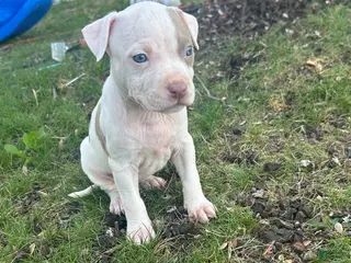 American Bully dogs American Bully Puppy 8 - Ad 23