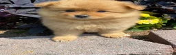 Pomeranian dogs for sale: Pomeranian 5 - Ad 9