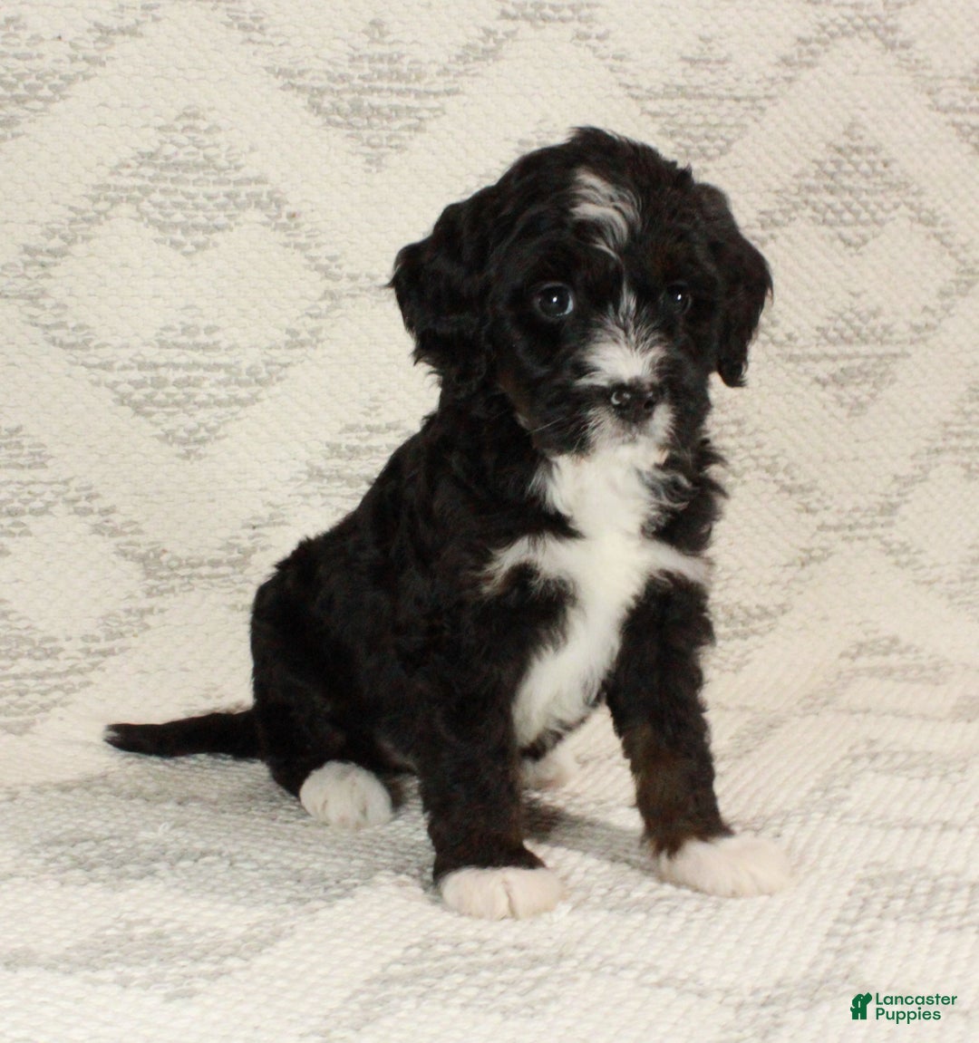 Bernedoodle dogs for sale: Luna - Ad 6