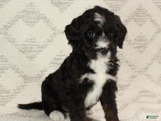 Bernedoodle dogs Luna - Ad 14