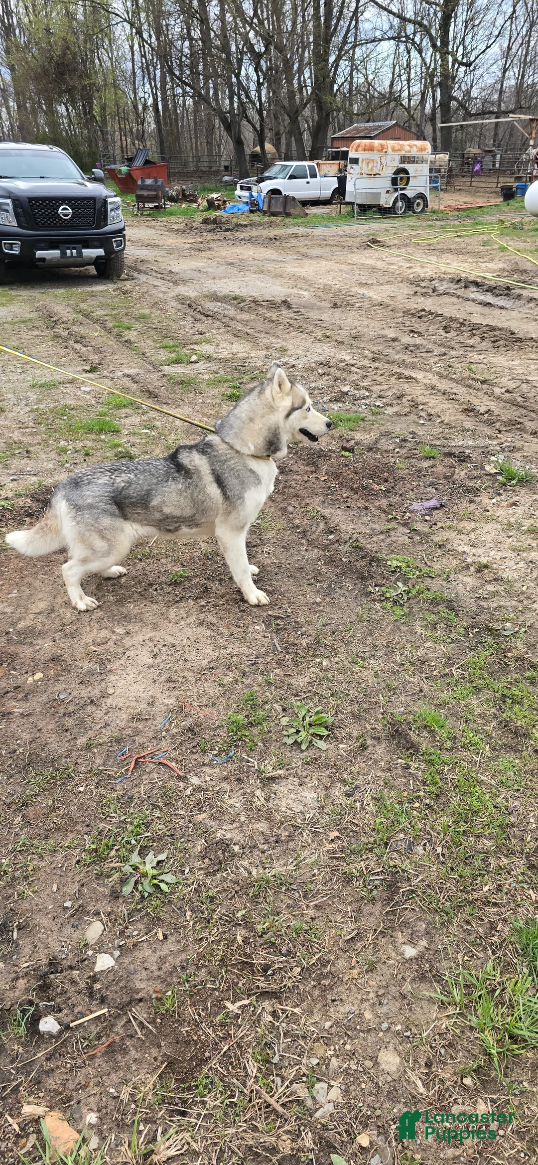 Siberian Husky dogs for sale: Stacie  - Ad 10