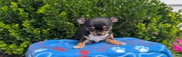 Chihuahua dogs for sale: Yogi - Ad 7