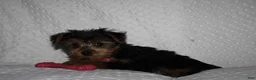 Yorkshire Terrier dogs for sale: ABBY - Ad 3