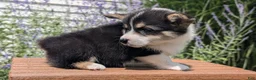 Welsh Corgi Pembroke dogs for sale: Lori - Ad 5