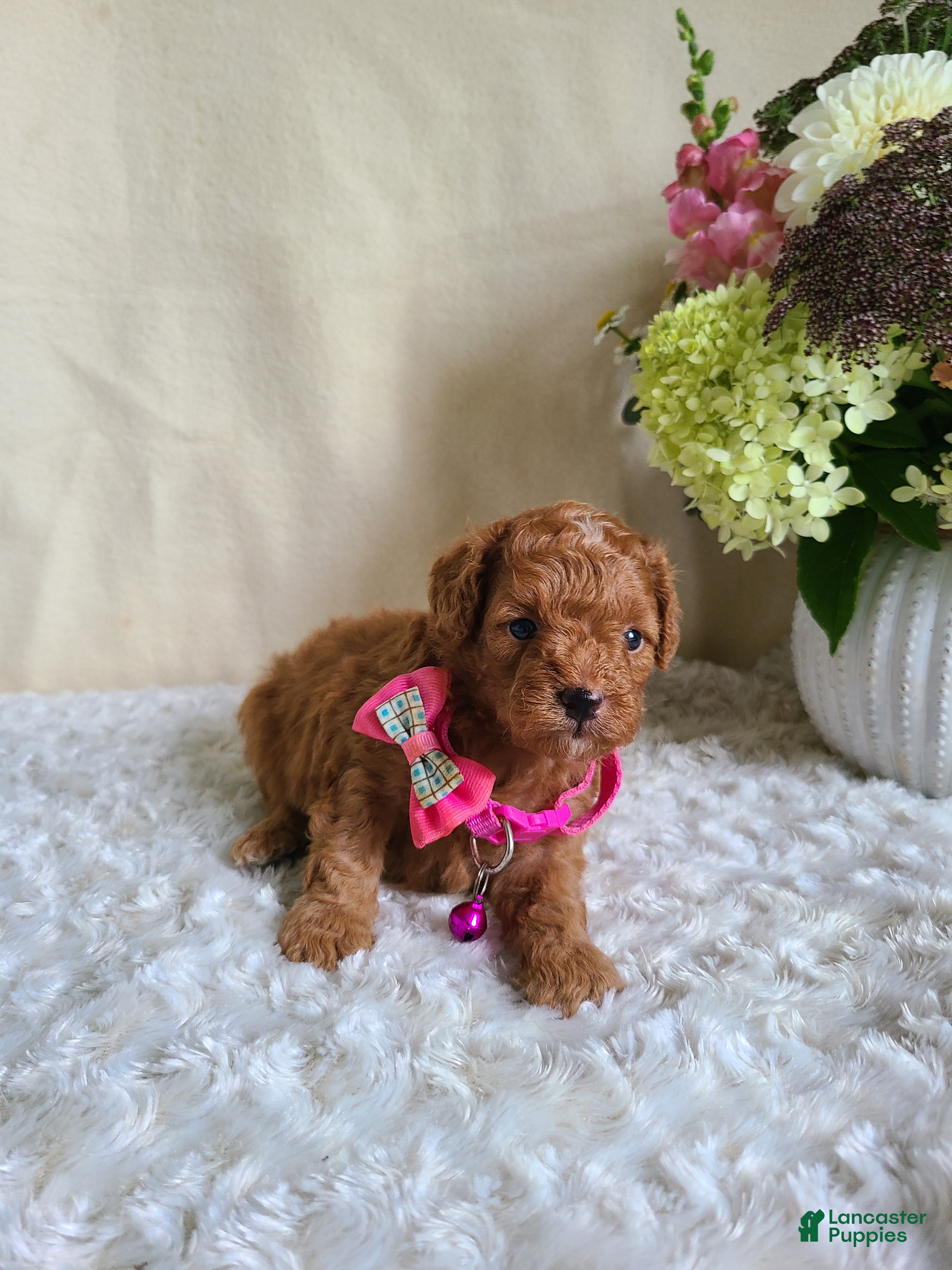 Mini Goldendoodle dogs for sale: Ingrid - Ad 3