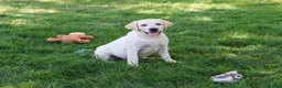 Labrador Retriever dogs for sale: Phineas - Ad 5