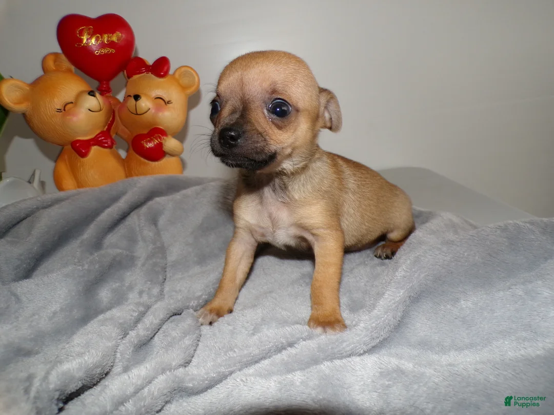 Chihuahua dogs for sale: Chihuahua Puppy 4 Lolly pops - Ad 2