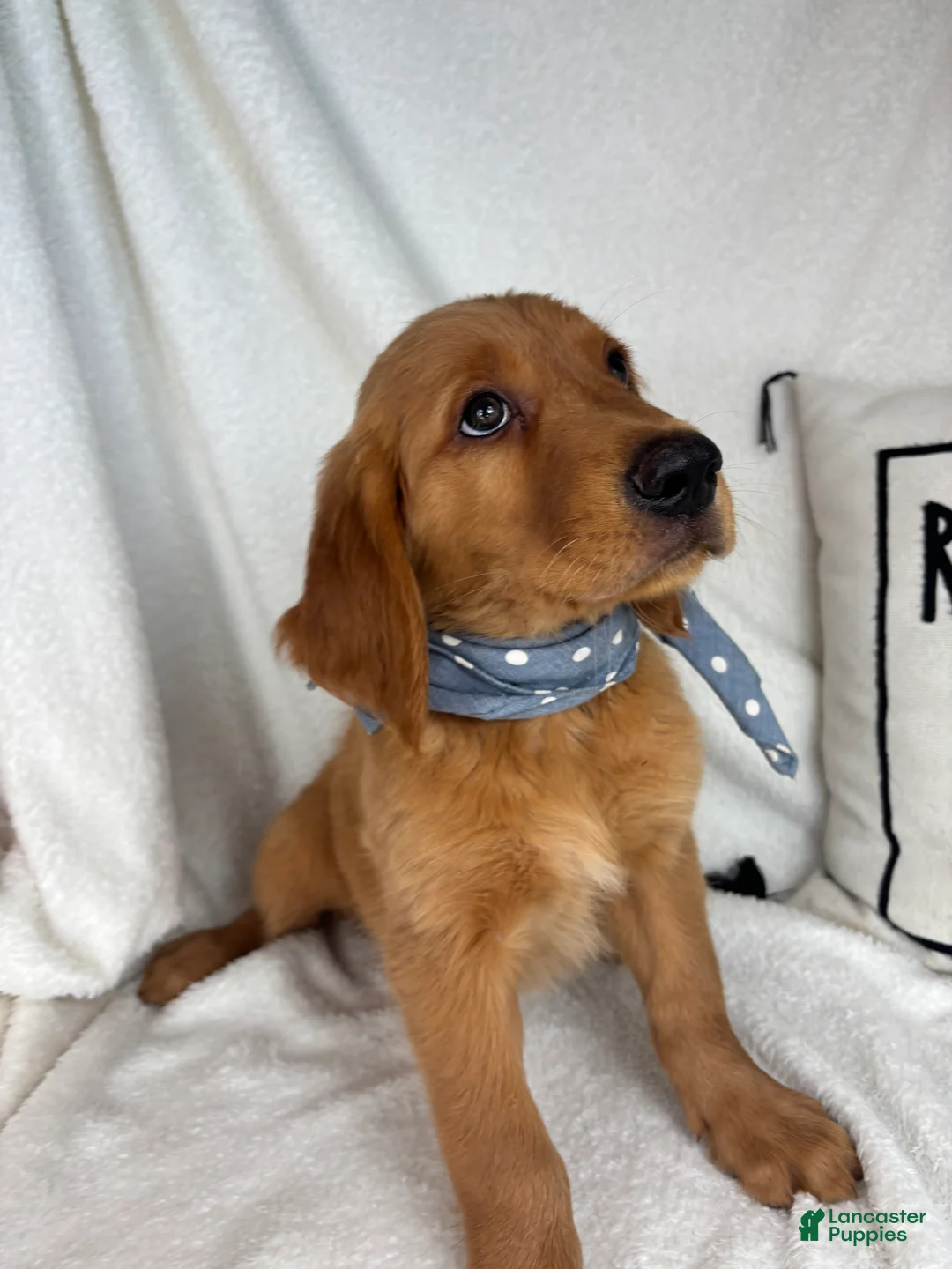 Golden Retriever dogs for sale: Gismo - Ad 2