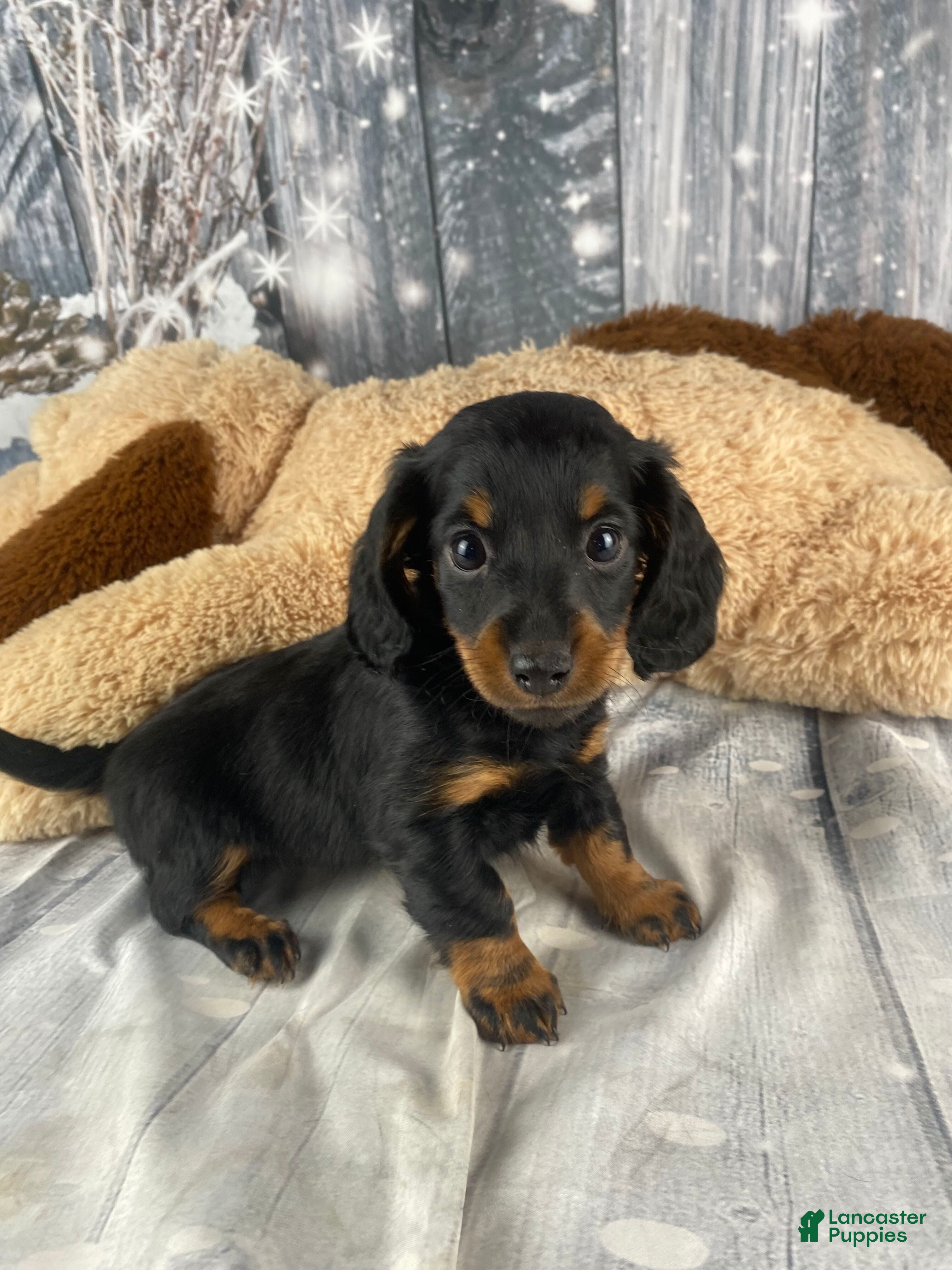Miniature Dachshund dogs Willow - Ad 2