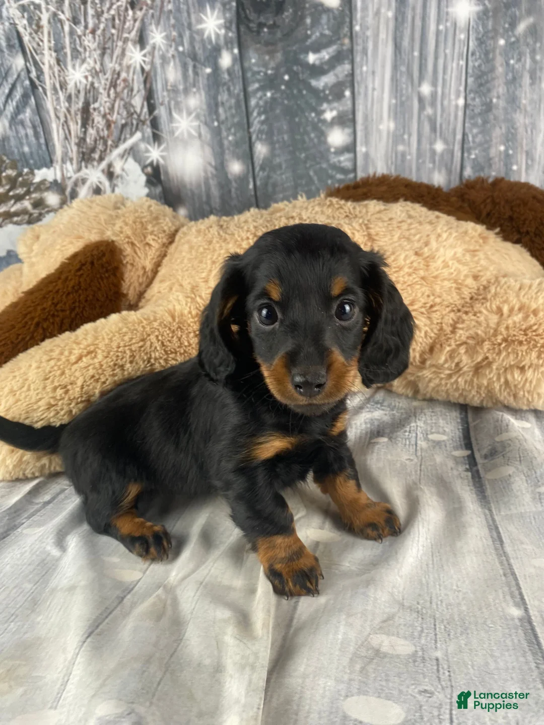 Miniature Dachshund dogs for sale: Willow - Ad 1