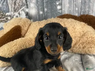 Miniature Dachshund dogs Willow - Ad 2
