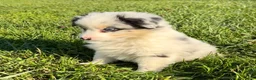 Miniature Australian Shepherd dogs for sale: Sasha - Ad 3