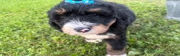 Bernedoodle dogs for sale: Sunny - Ad 1