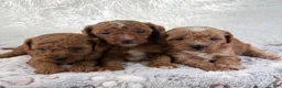 Toy Poodle dogs for sale: Yvonne - Ad 29