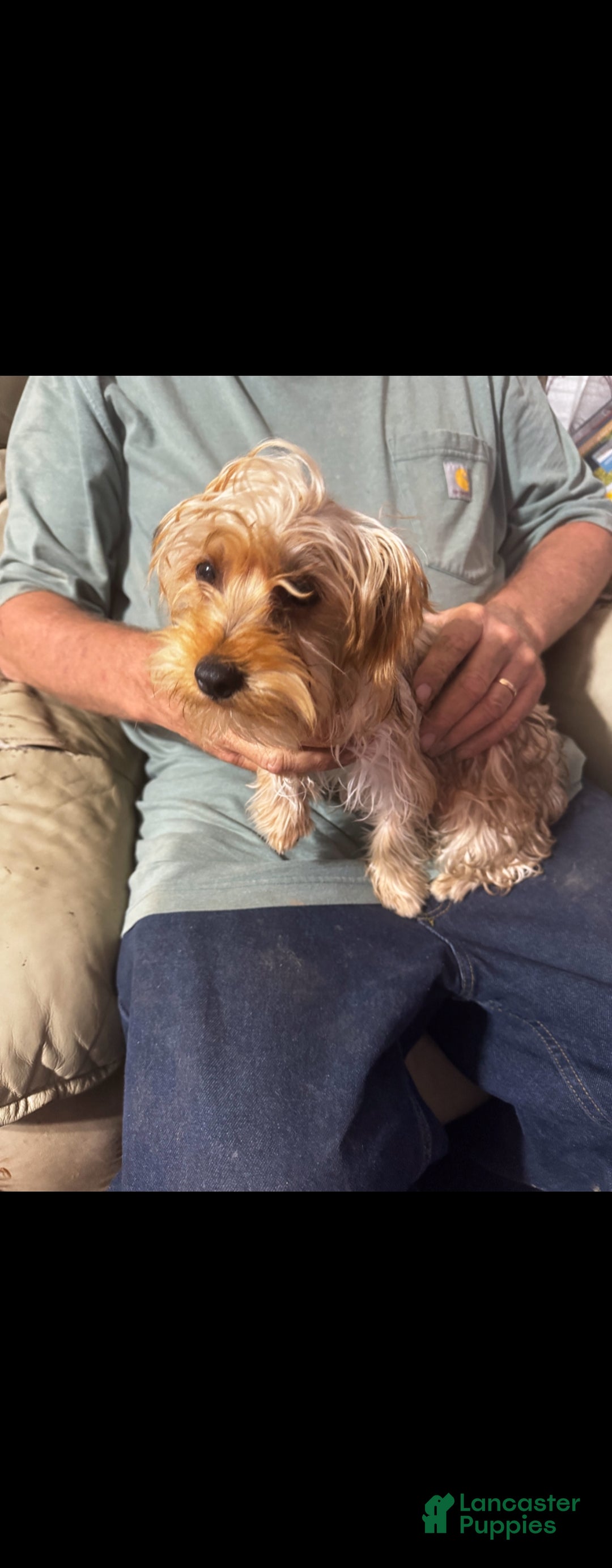 Yorkshire Terrier dogs for sale: Red Sable Yorkshire Terrier  - Ad 4