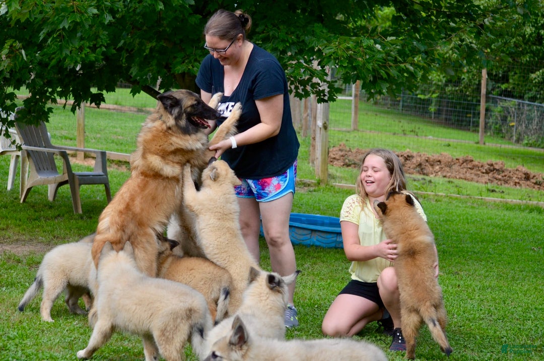 Gallery Image {{count}}