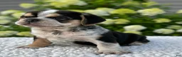 Mixed Breed dogs for sale: Hazel  - Ad 4