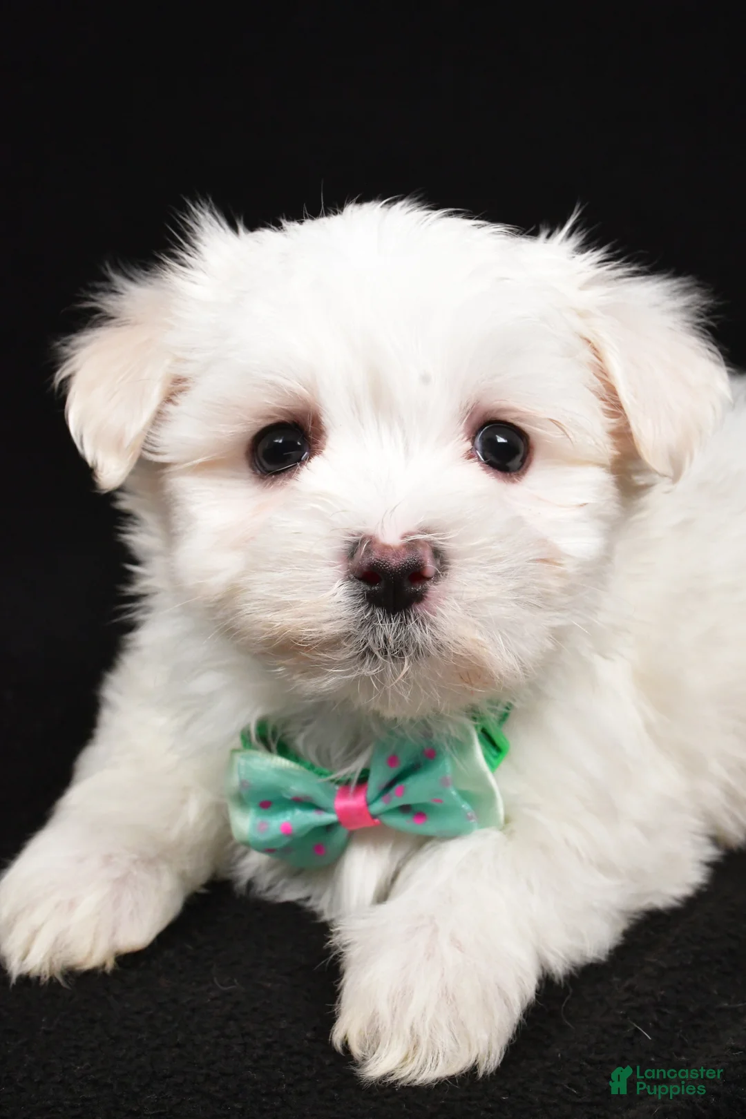 Maltese dogs for sale: Montgomery - Ad 4