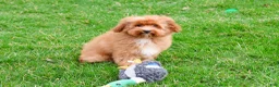 Cavapoo dogs for sale: Charles  - Ad 3