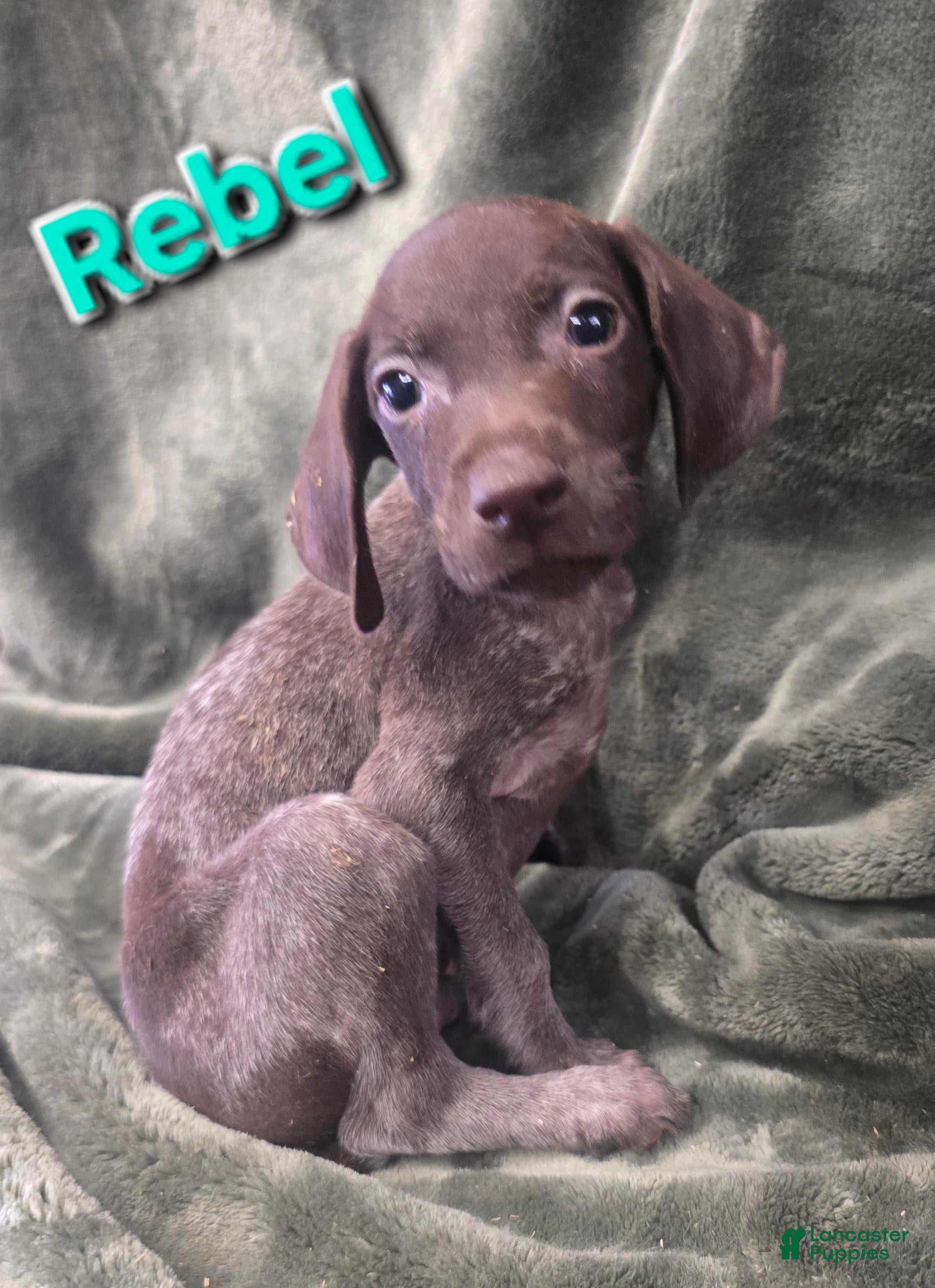 German Shorthaired Pointer dogs REBEL - Ad 30